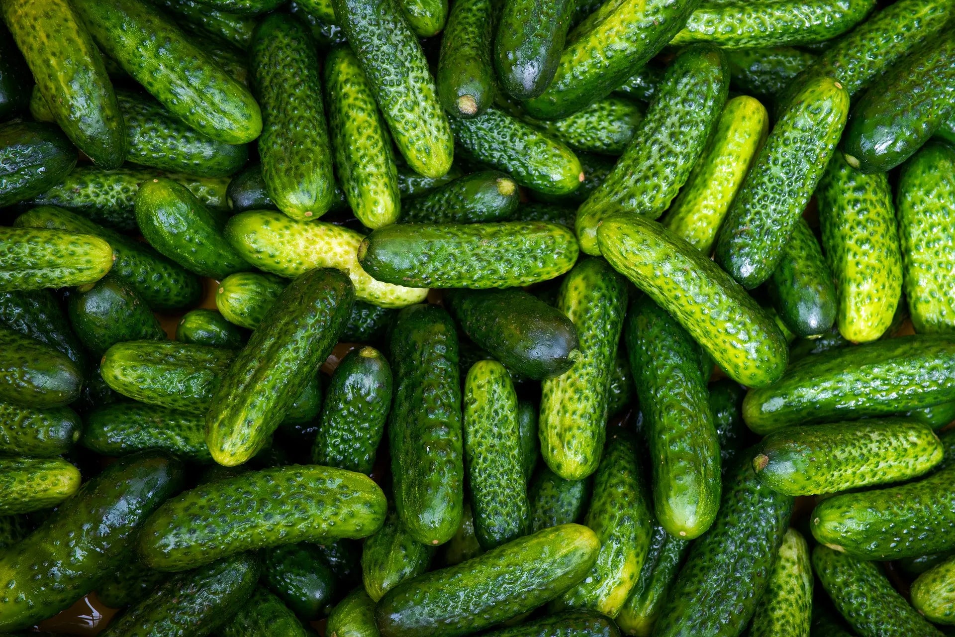Plants Professionnels Cornichon