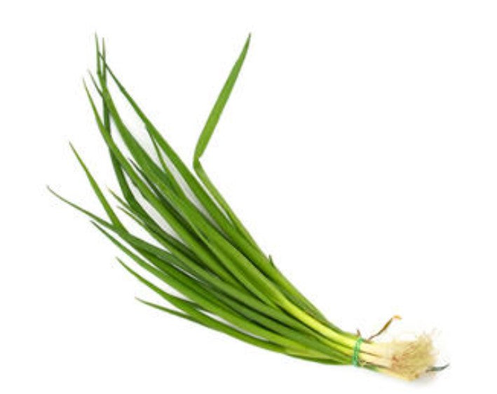 Plants de CIBOULAIL Allium tuberosum - Ciboulette de Chine mini-motte M 3 cm X60 saison printemps