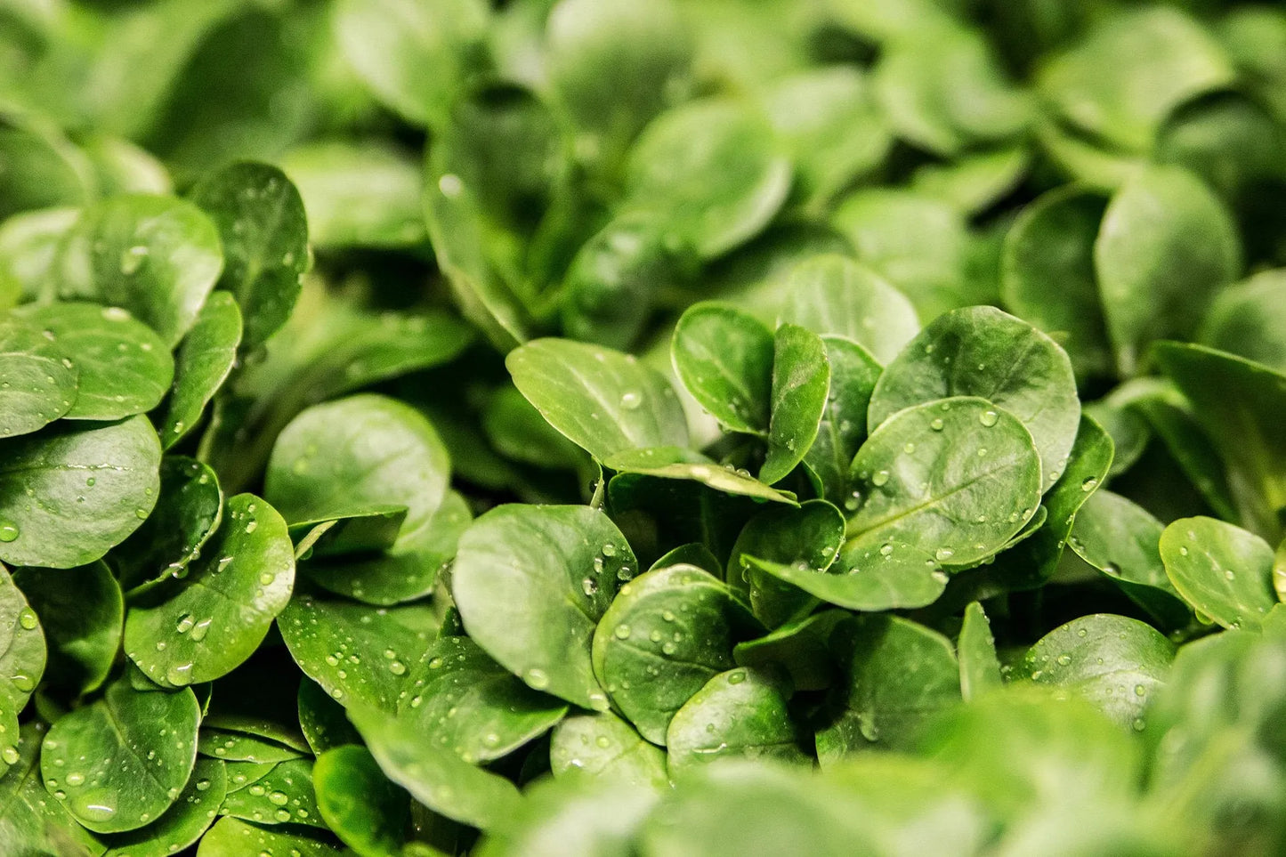 Acheter plant salade laitues iceberg borealia Bio G10
