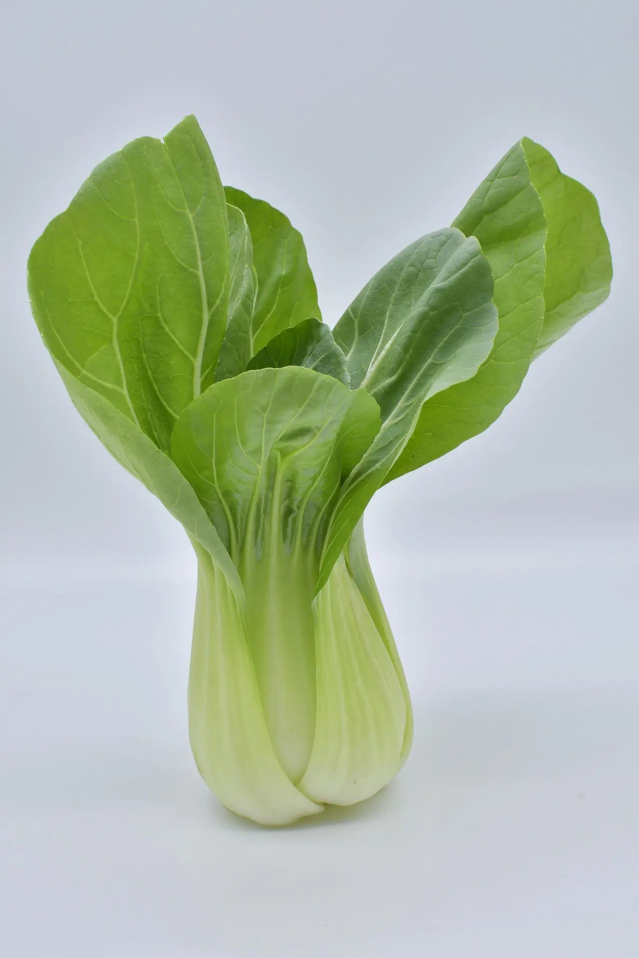 Plant pak choï bopak f1 godet 10 cm
