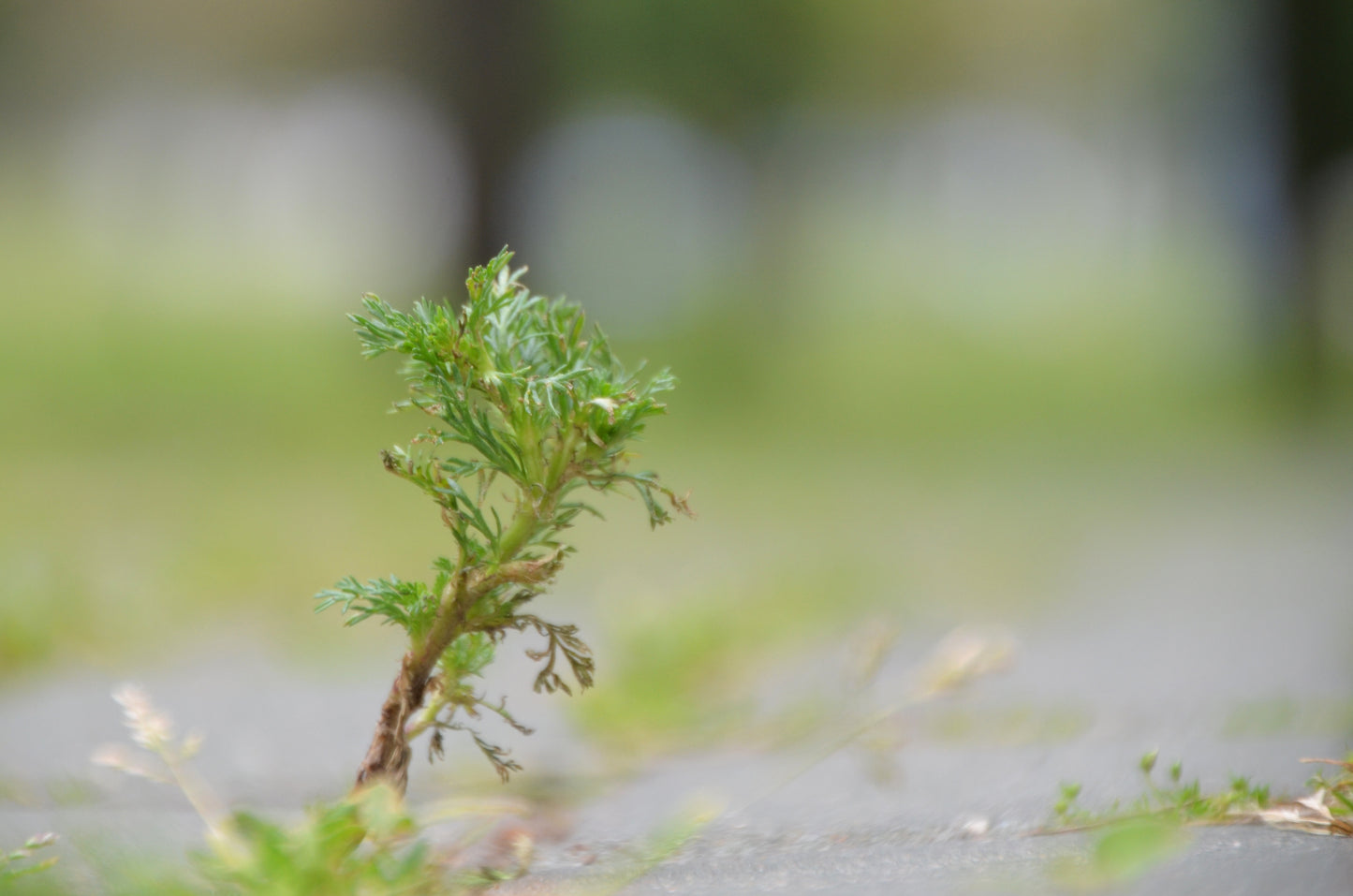 Plants de ABSINTHE Artemisia absinthum mini-motte M 3 cm X60 saison printemps - automne