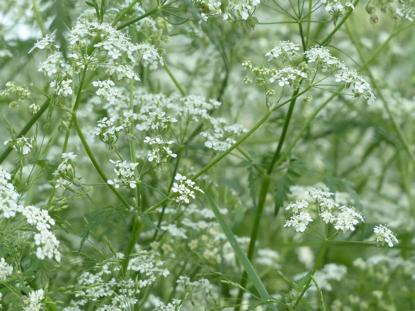 Acheter Plants Professionnels Cerfeuil