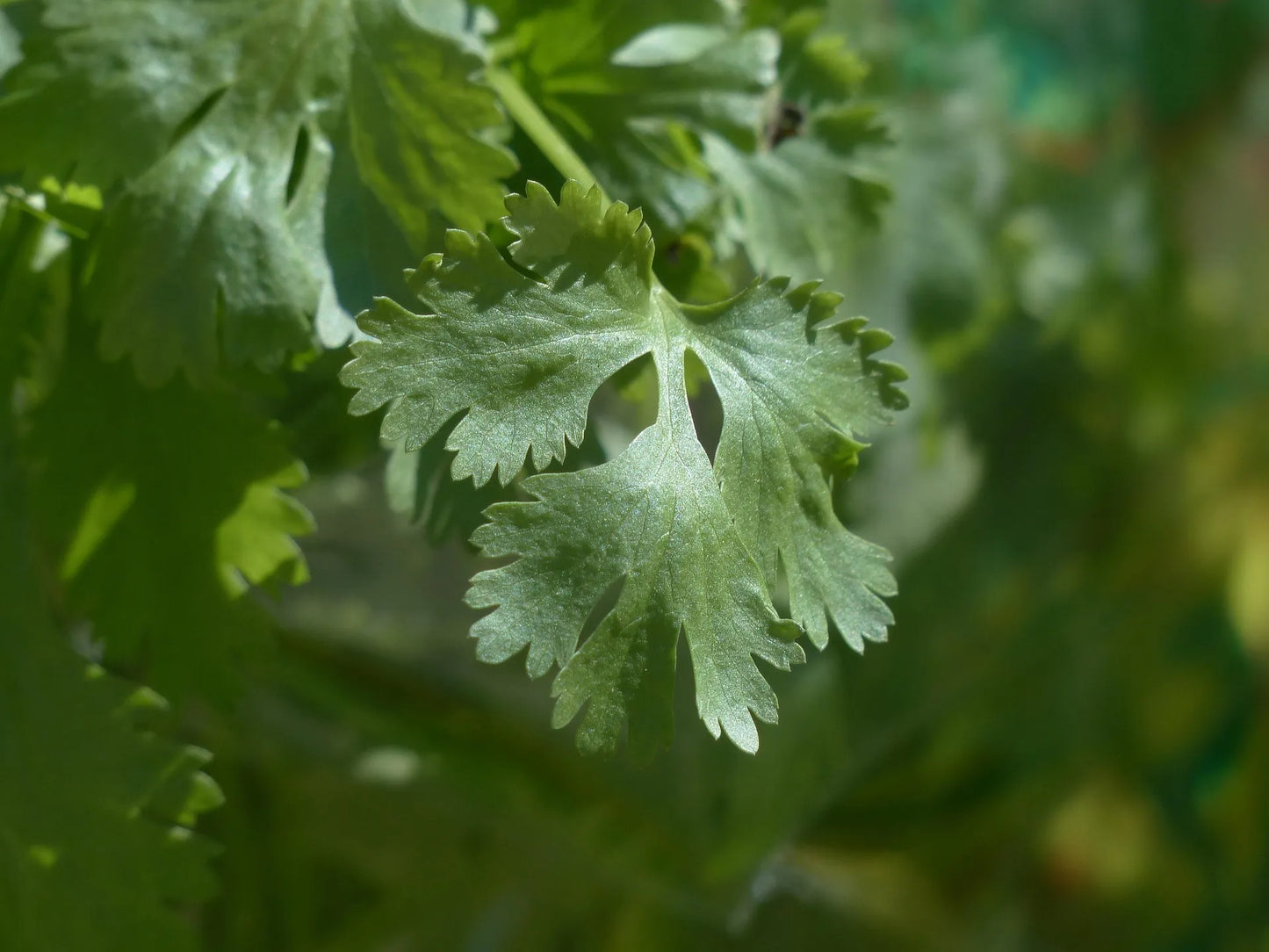 Acheter Plants Professionnels Coriandre