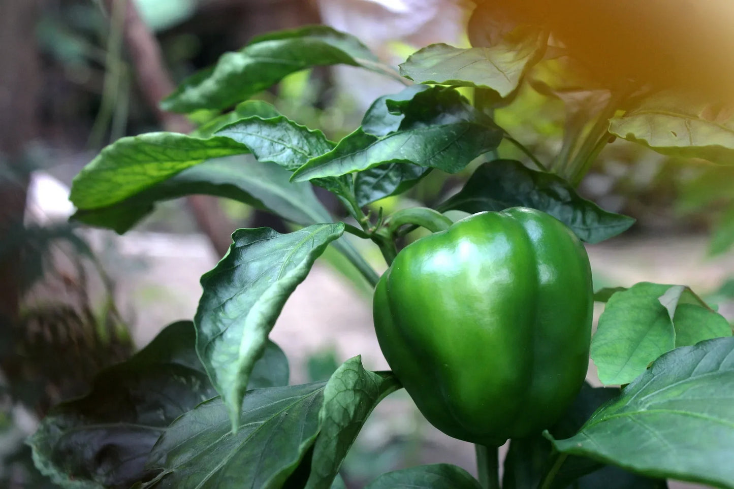 Acheter plant poivron doux très long de landes godet 10