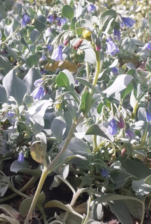 Plants de MERTENSIA MARITIMA Silver Ocean mini-motte M 3 cm X60 saison automne