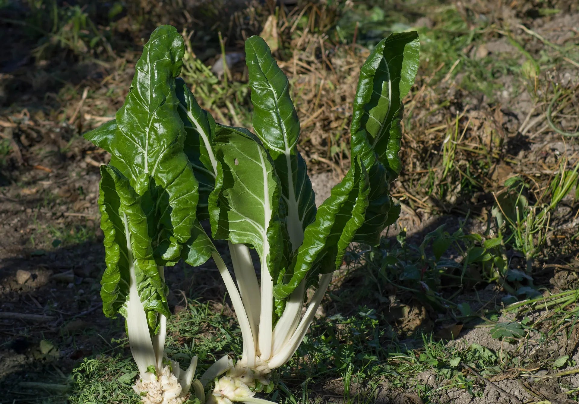 Plant de Blette Verte à Côte Blanche 3 Bérac à prix producteurs pour maraîchers professionnels