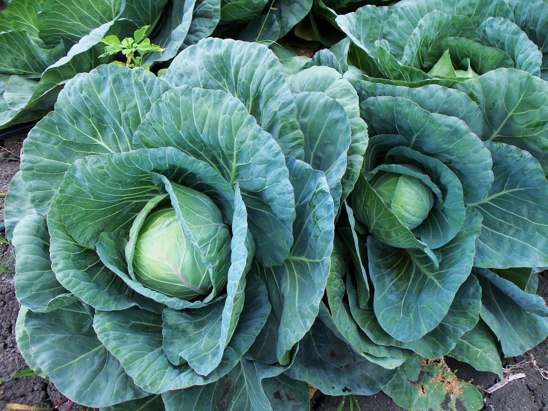 Plant de Choux à Choucroute nixon f1 à prix producteurs pour maraîchers professionnels