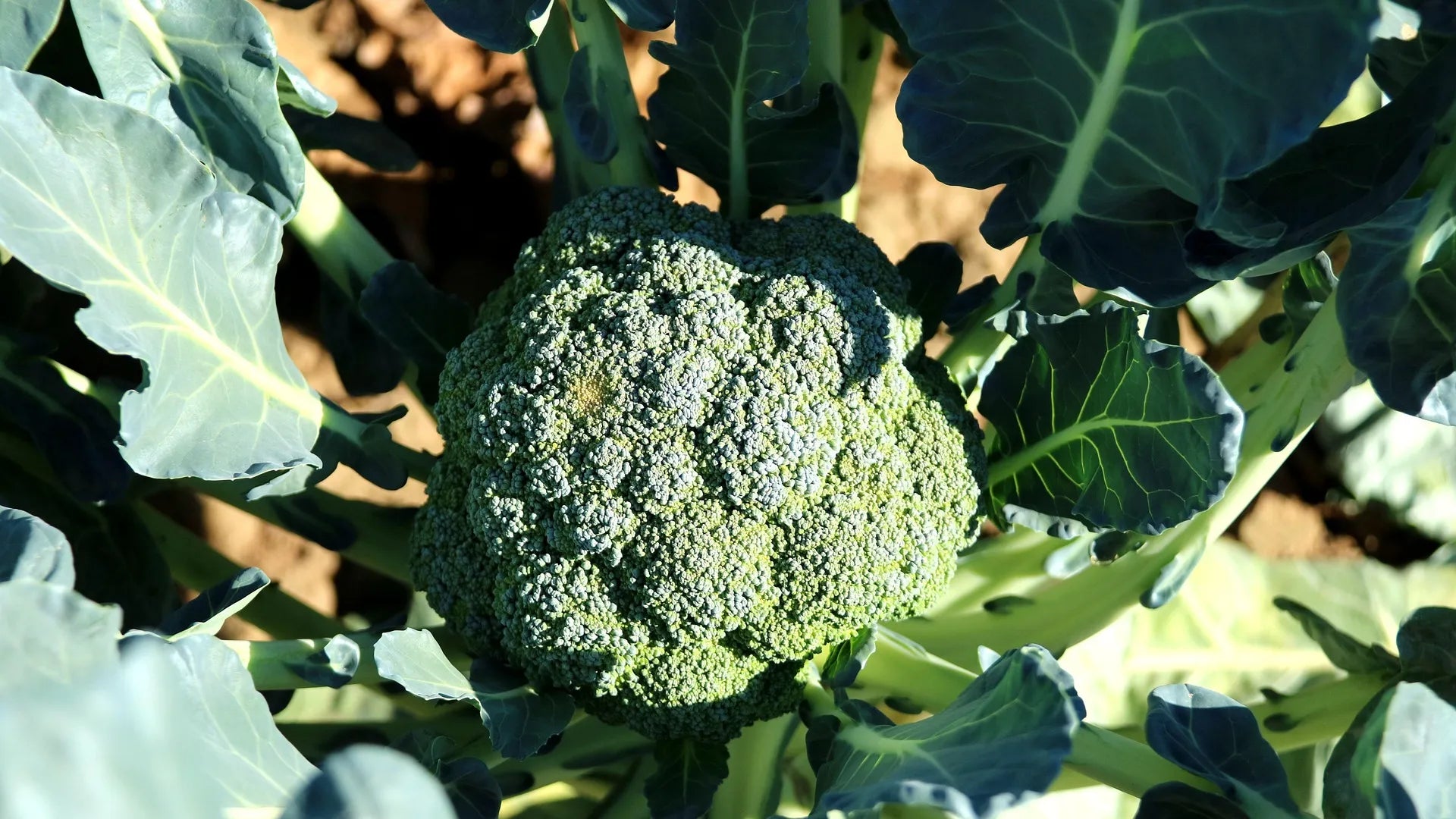 Plant de Choux Brocoli batavia à prix producteurs pour maraîchers professionnels