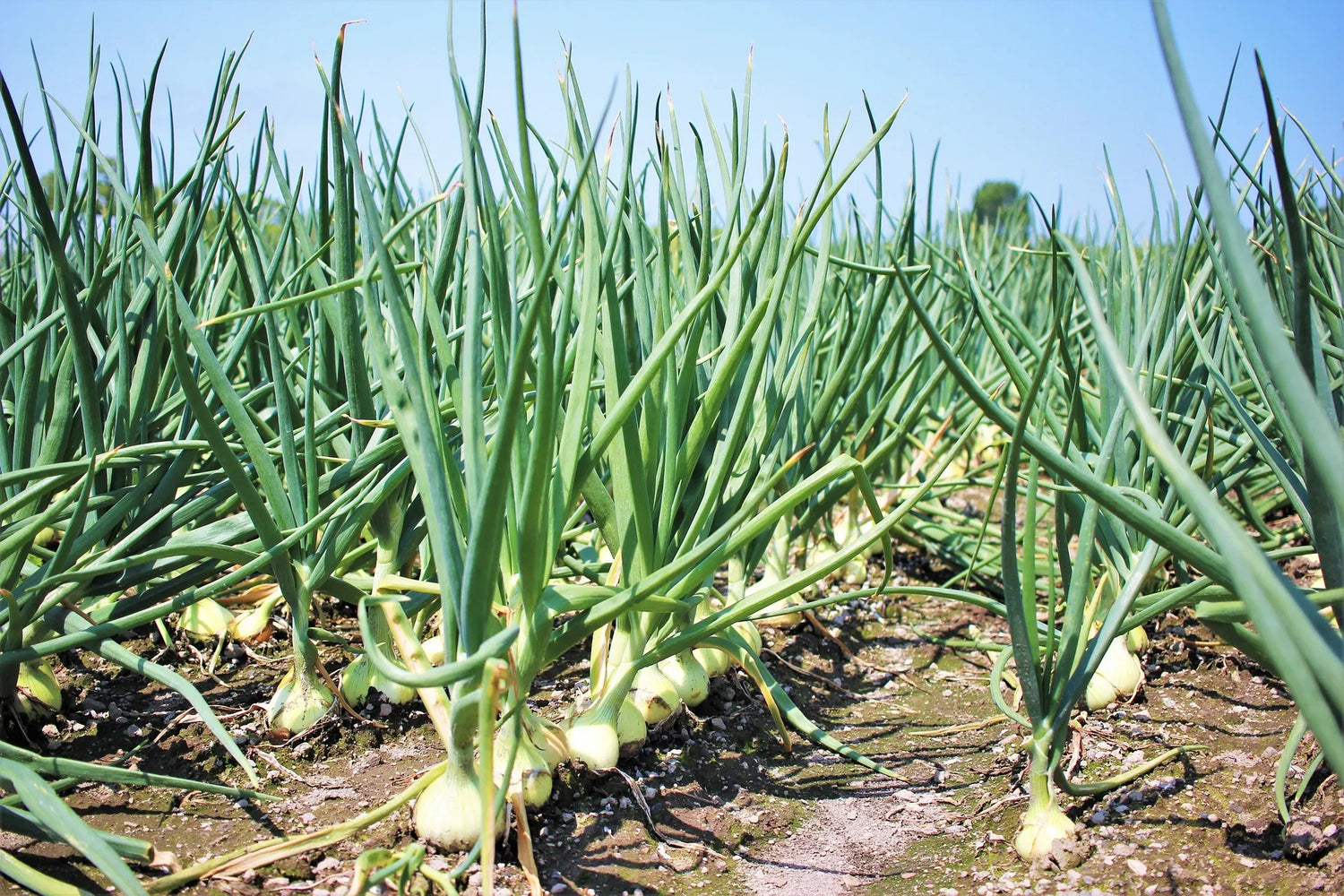 Plants Professionnels Oignon