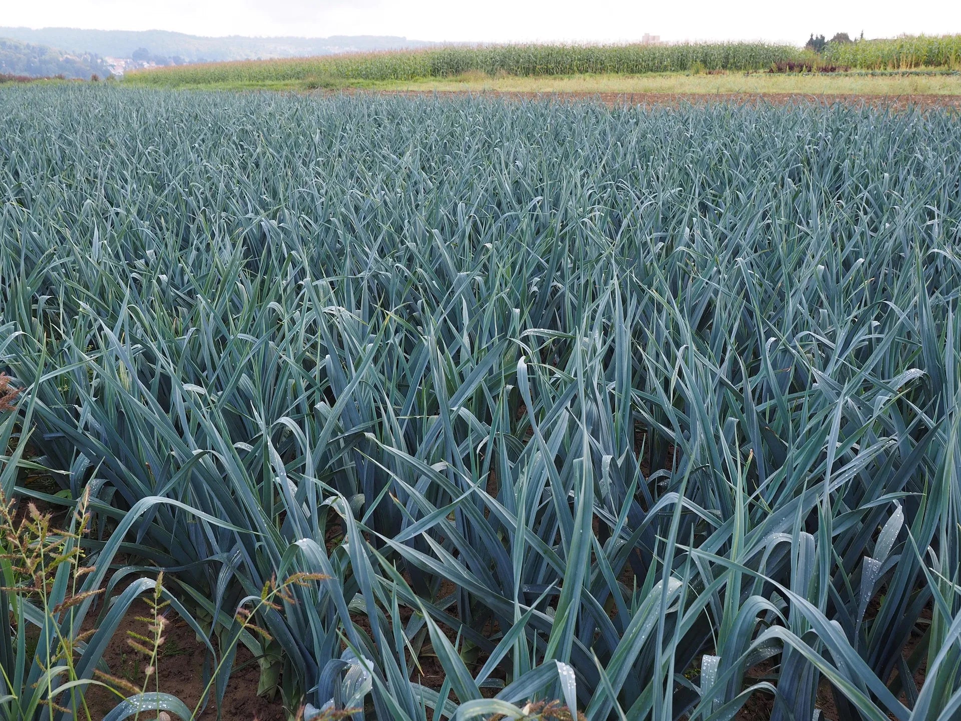 Plant de Poireau Ronton à prix producteurs pour maraîchers professionnels
