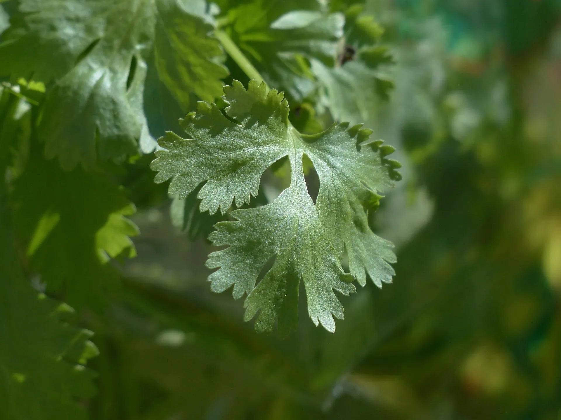 Plant de coriandre caribe à prix producteurs pour maraîchers professionnels