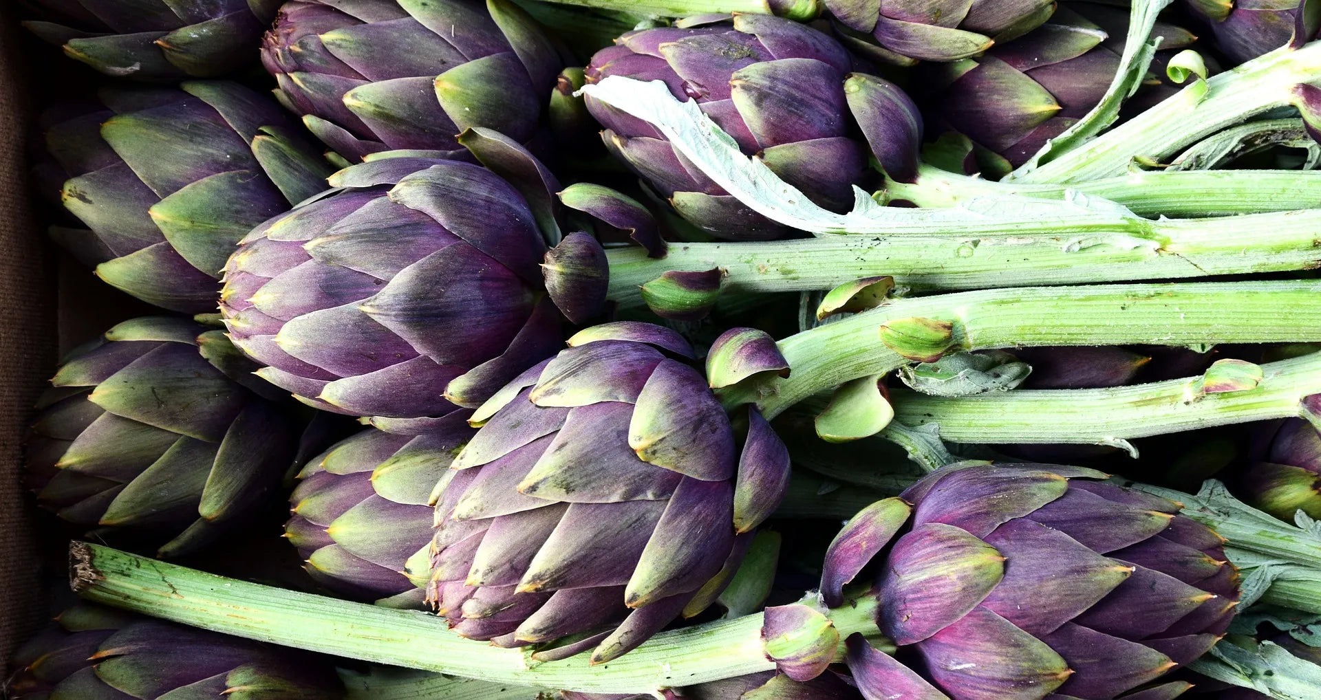Plant d'Artcichaut impérial star à prix producteurs pour maraîchers professionnels