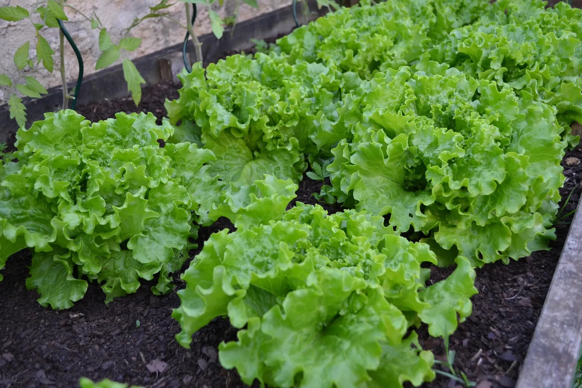Plant de salade batavia charlestone à prix producteurs pour maraîchers professionnels