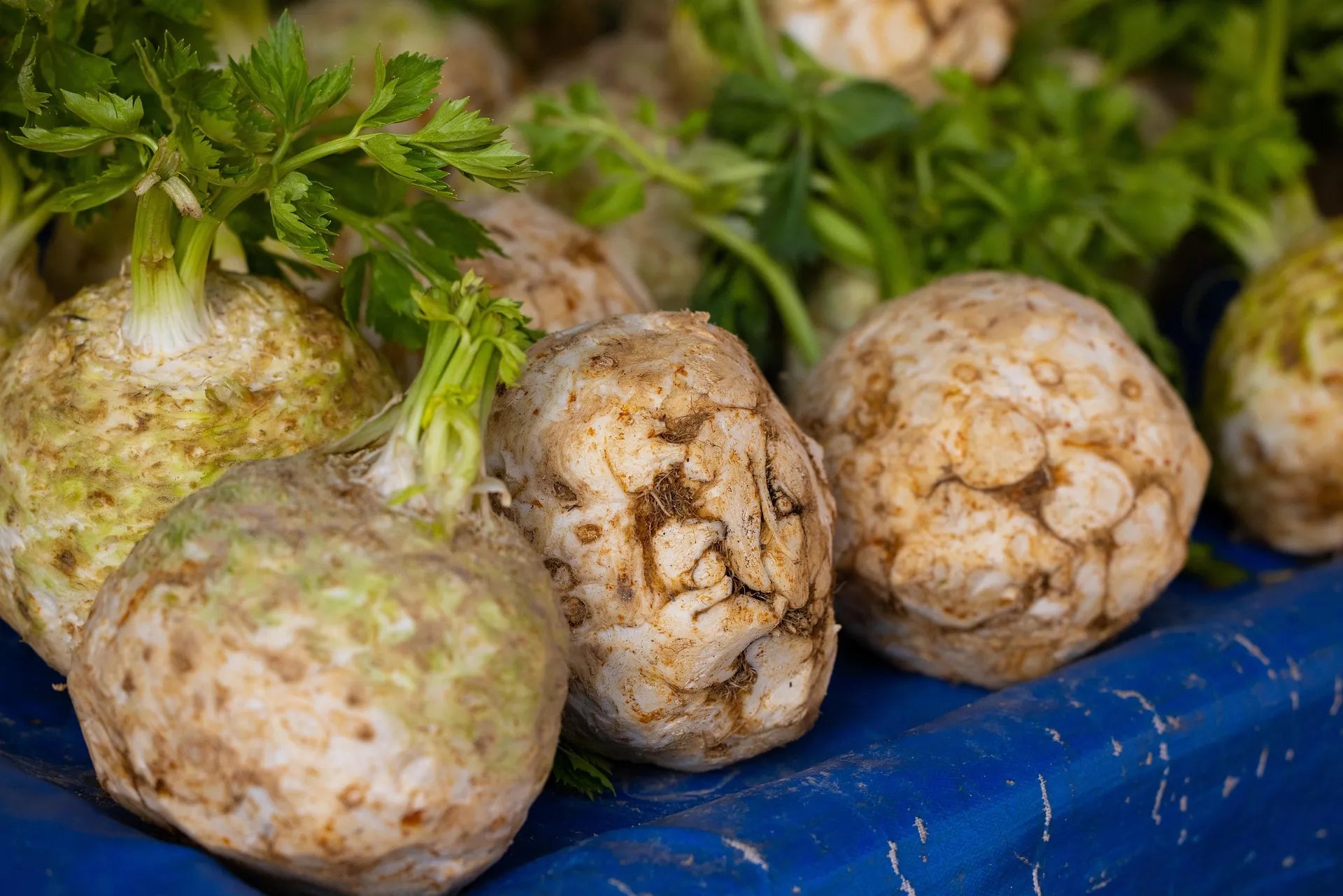 Plant de Céleri yara f1 à prix producteurs pour maraîchers professionnels