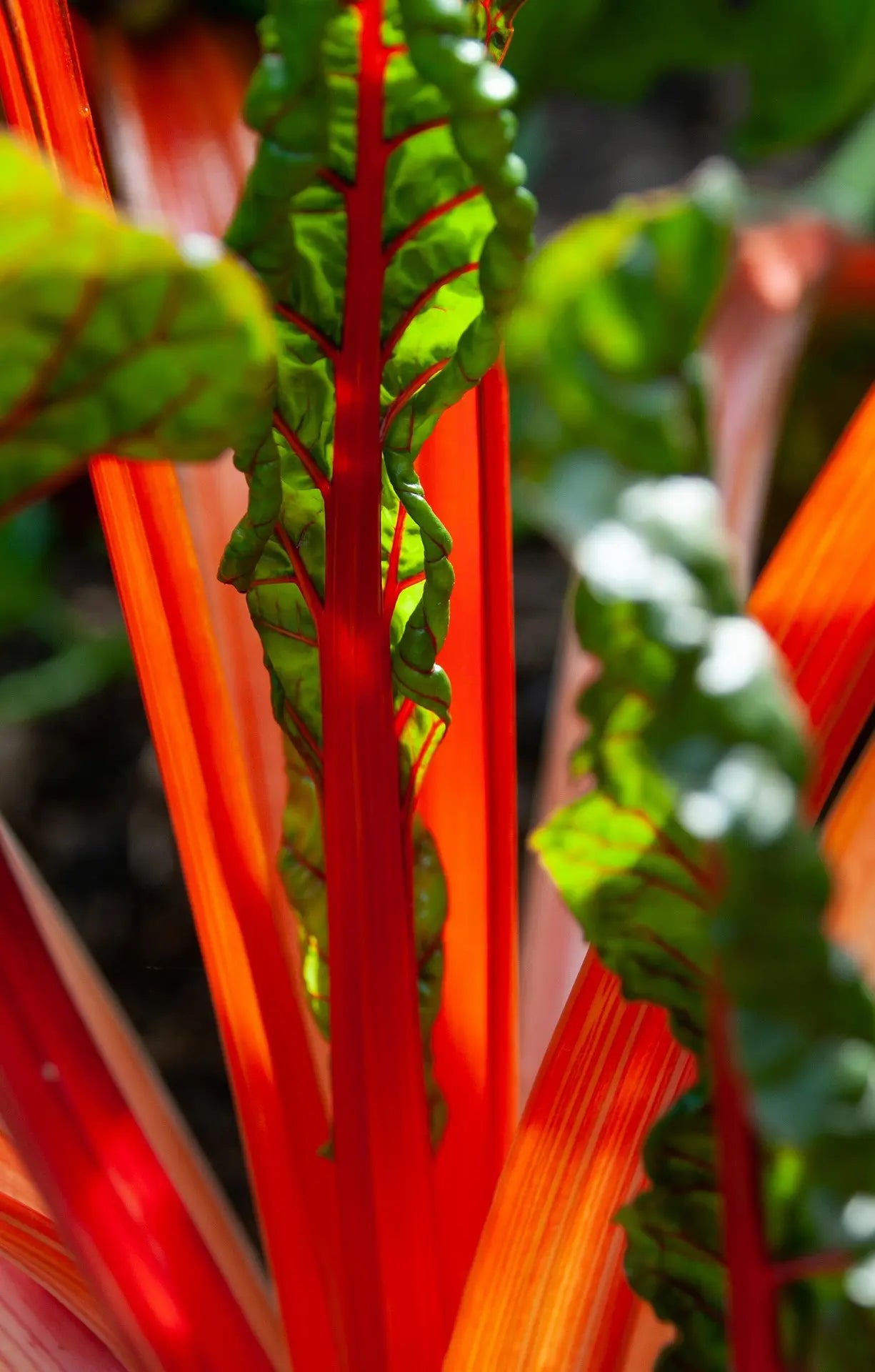 Plant de Carde plein blanc inerme vexi à prix producteurs pour maraîchers professionnels