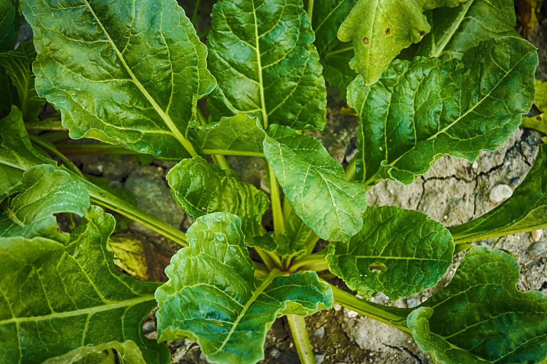 Plant d'Épinard rembrandt à prix producteurs pour maraîchers professionnels