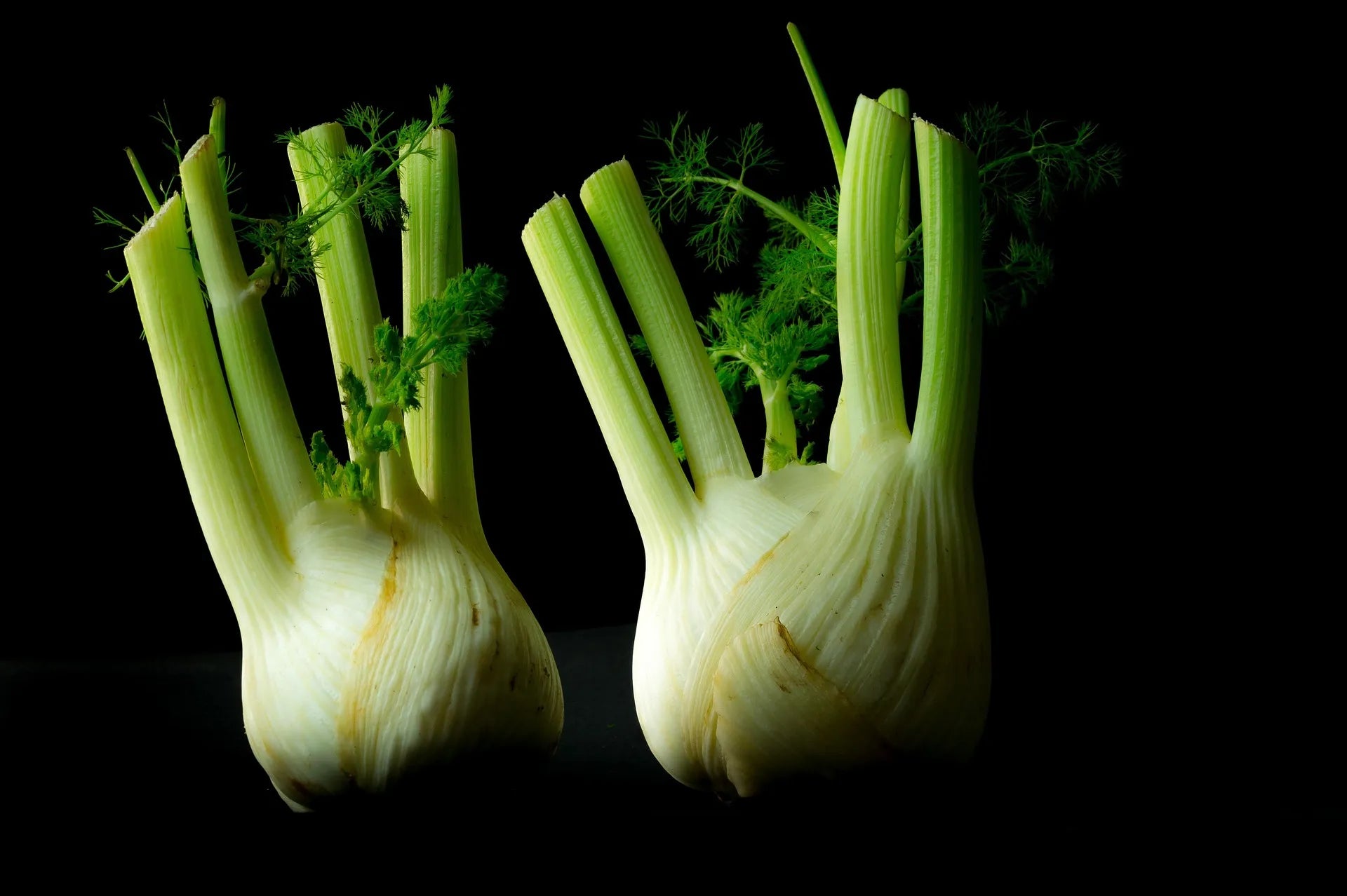 Plant de Fenouil antares f1 à prix producteurs pour maraîchers professionnels