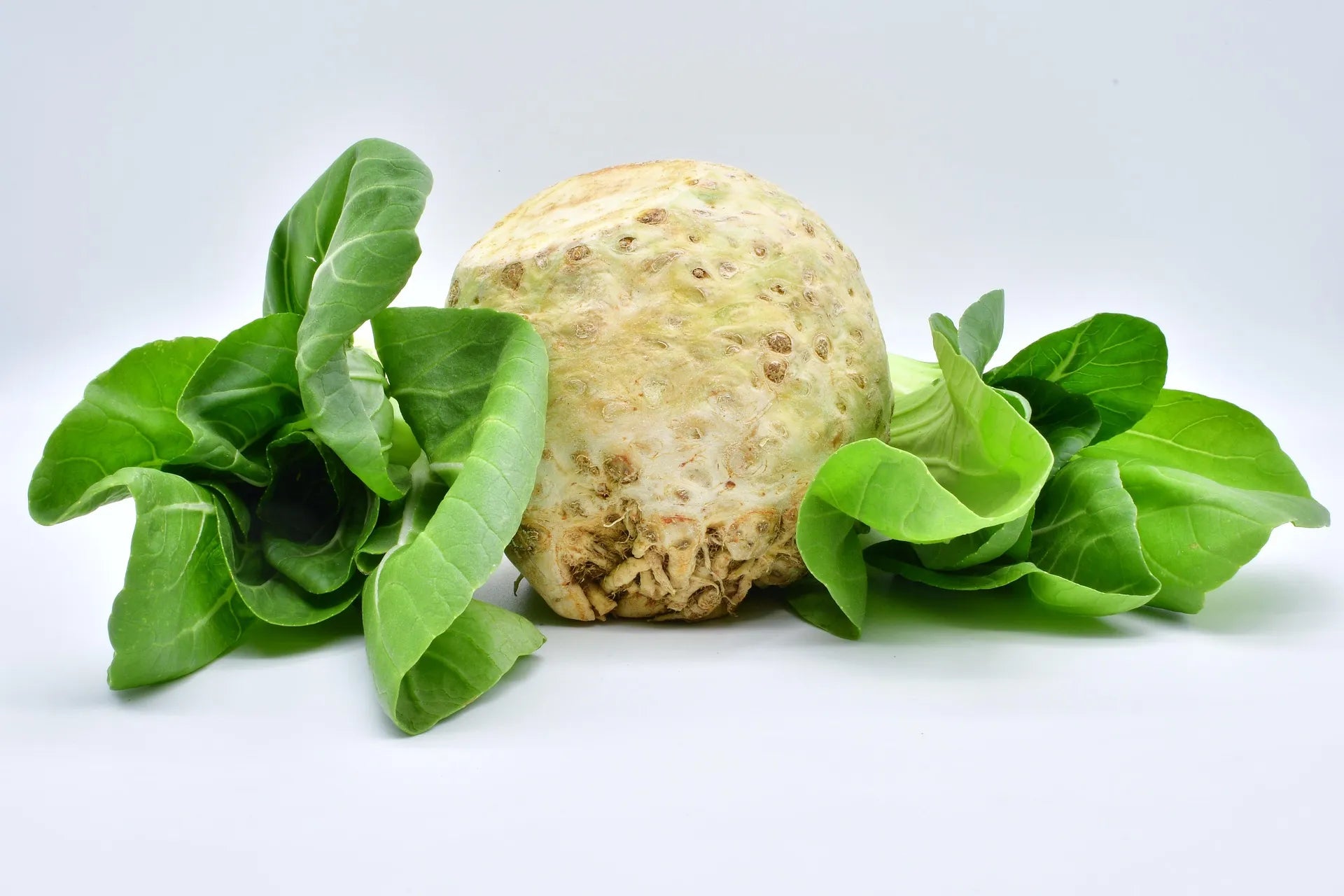 Plant de Pak Choi bopak f1 à prix producteurs pour maraîchers professionnels