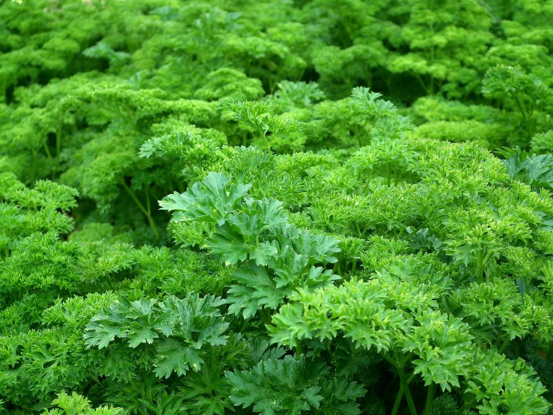 Plant de Persil Titan à prix producteurs pour maraîchers professionnels