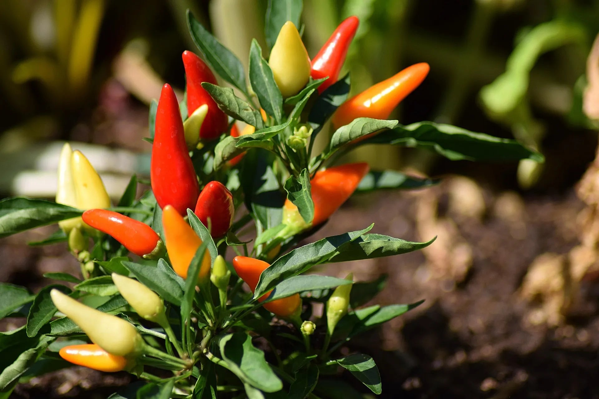 Plant de Piment Gorria Type Basque à prix producteurs pour maraîchers professionnels