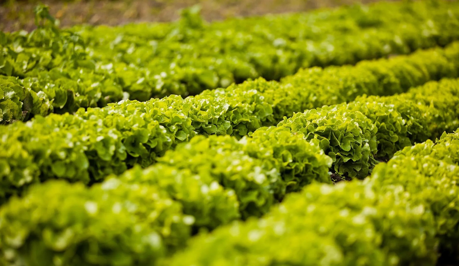 Acheter vos plants de salade professionnels