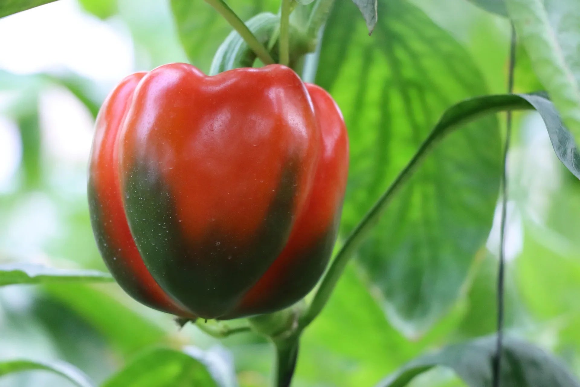 Grossiste Plants de Poivron – Légumiverse, votre filière directe producteur