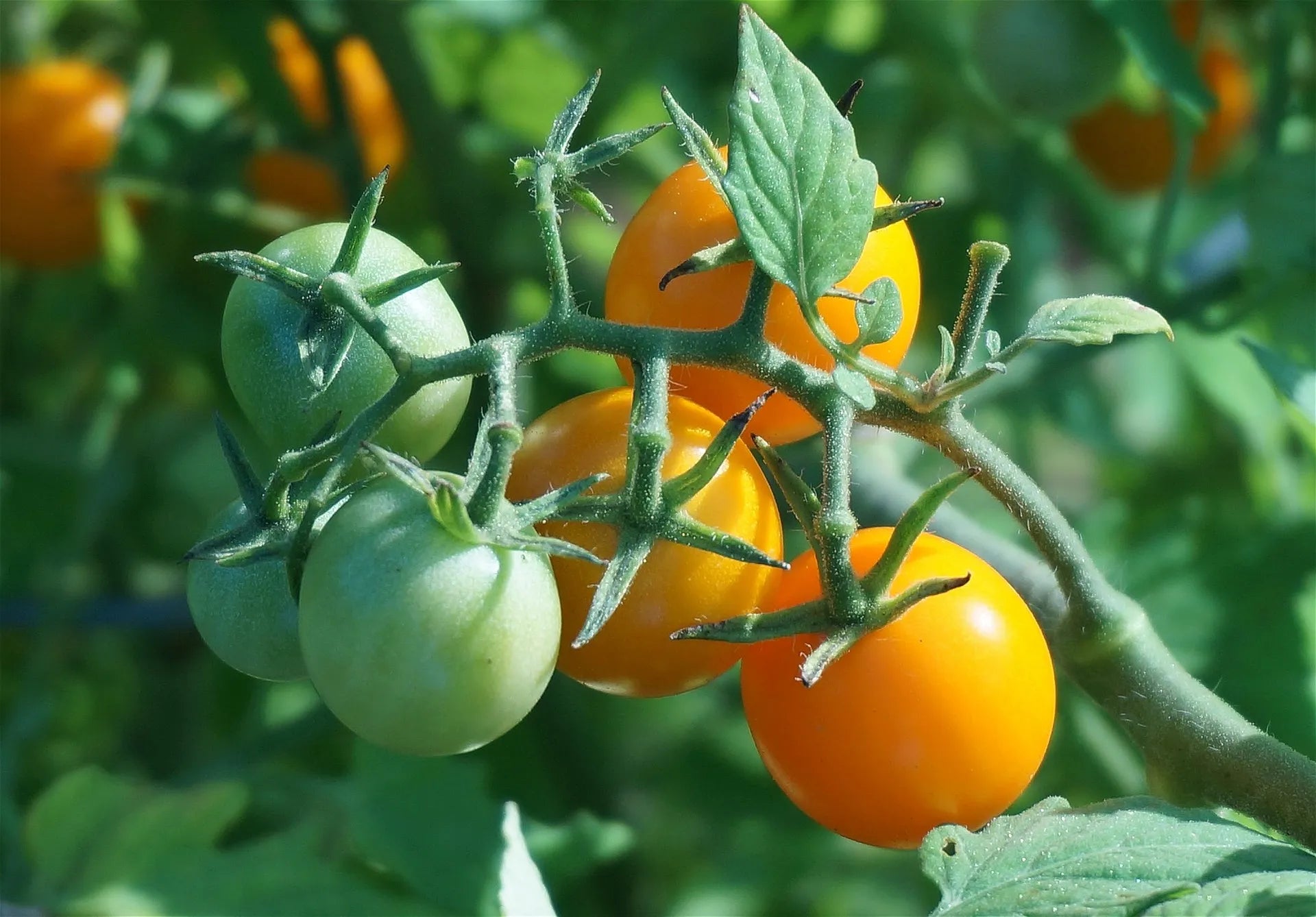 Acheter vos plants de tomates professionnels