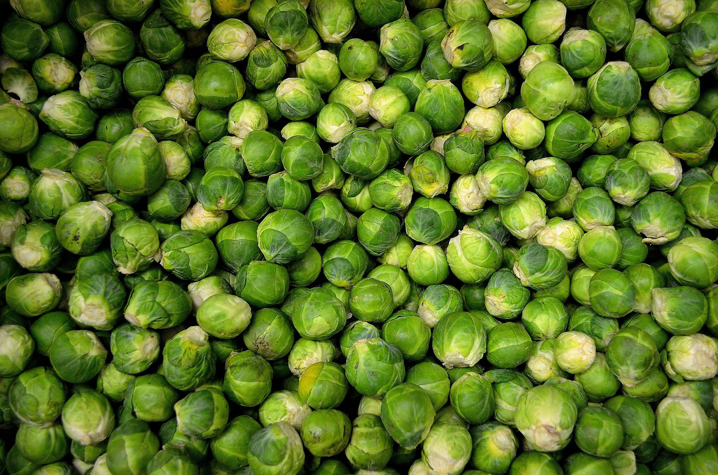 Plants de CHOU DE BRUXELLES Brigitte F1 mini-motte M 2 cm X240 saison printemps - automne