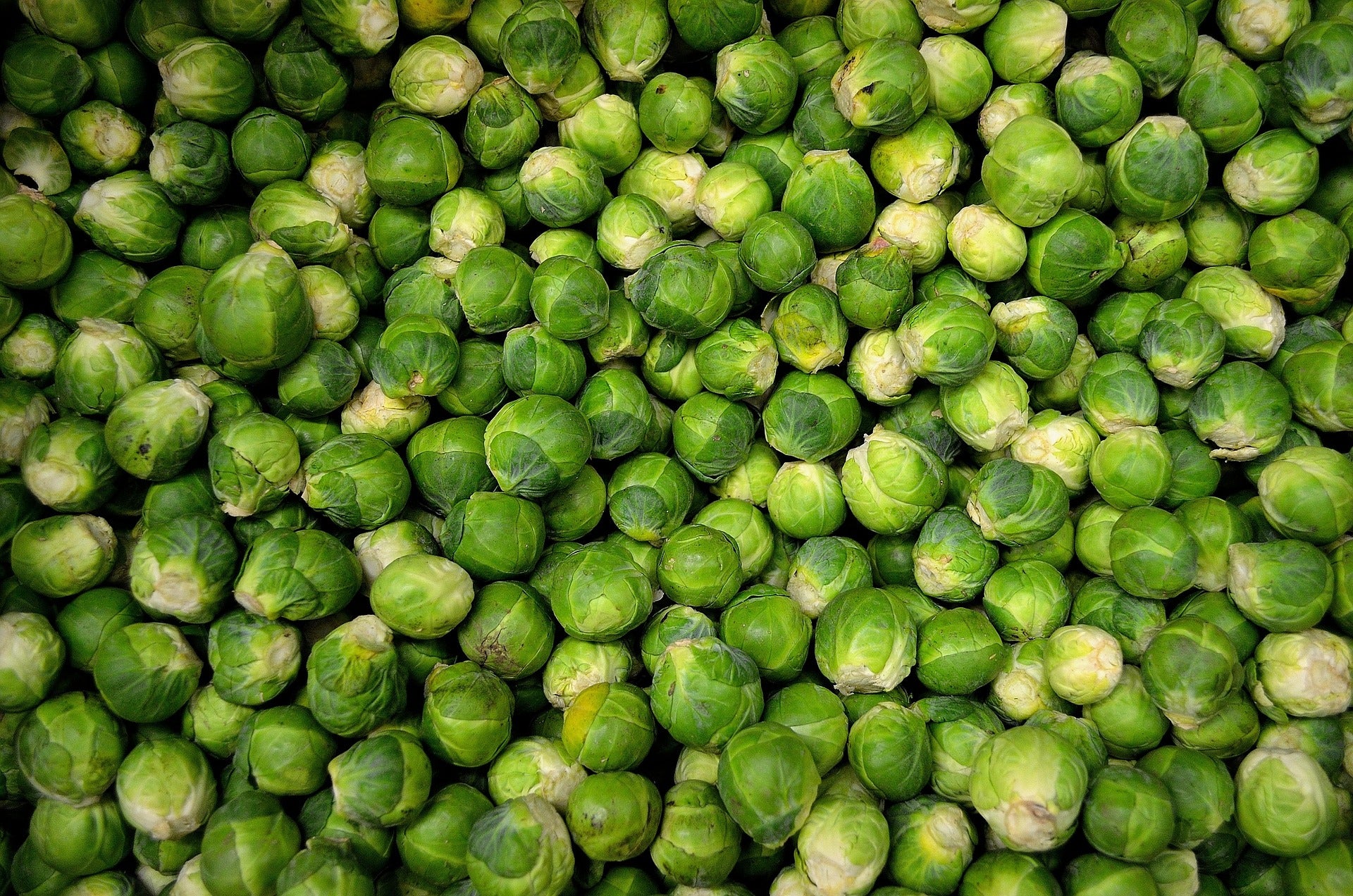Plants de CHOU DE BRUXELLES Brigitte F1 mini-motte M 2 cm X240 saison printemps - automne