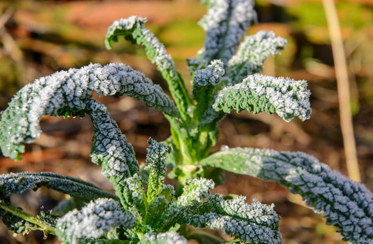 Plants de CHOU KALE Winterbor F1 mini-motte M 2 cm X240 saison printemps