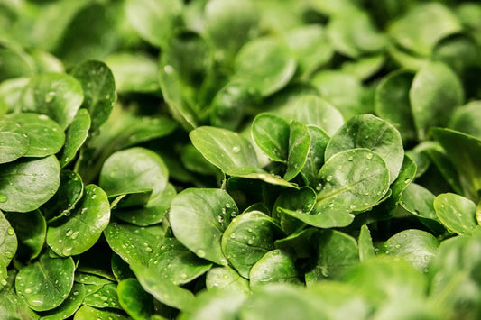 Acheter plant salade laitues iceberg noumea Bio godet 10