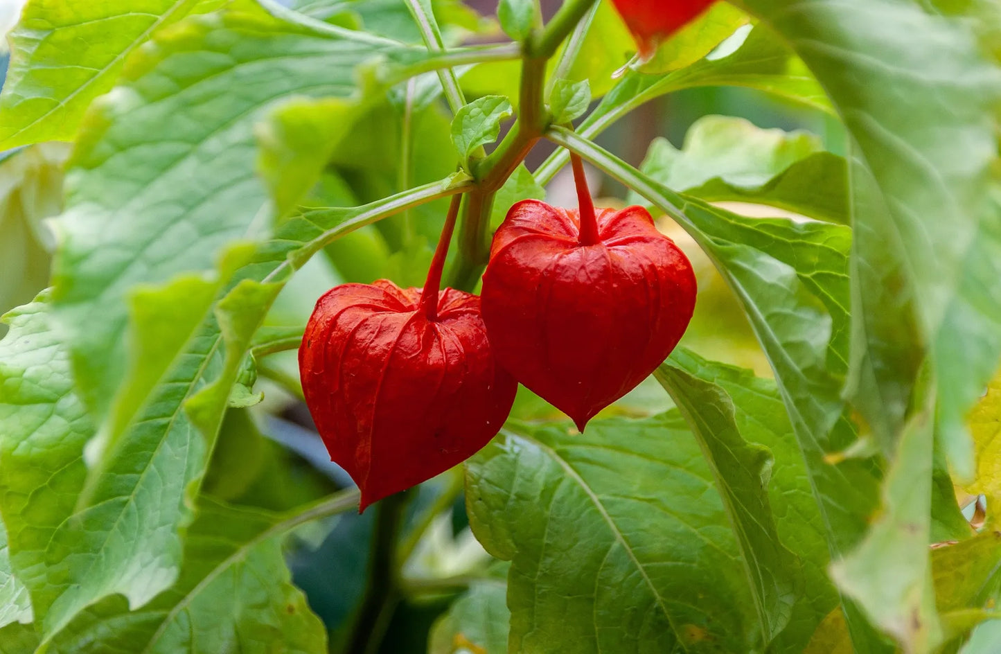 Acheter Plants Professionnels Physalis