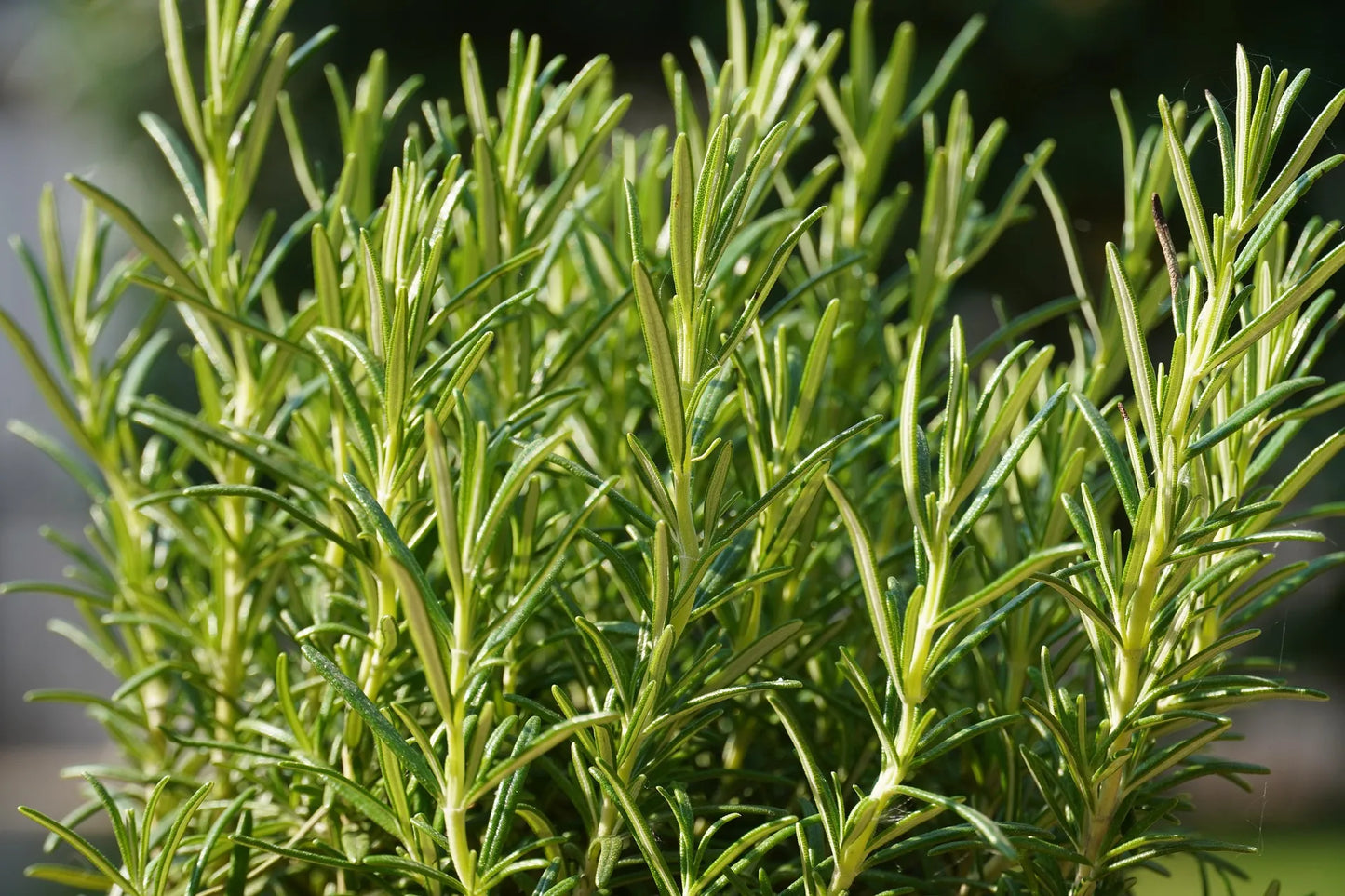 Plants de ROMARIN OFFICINAL Rampant Pointe du Raz mini-motte M 3 cm X60 saison printemps