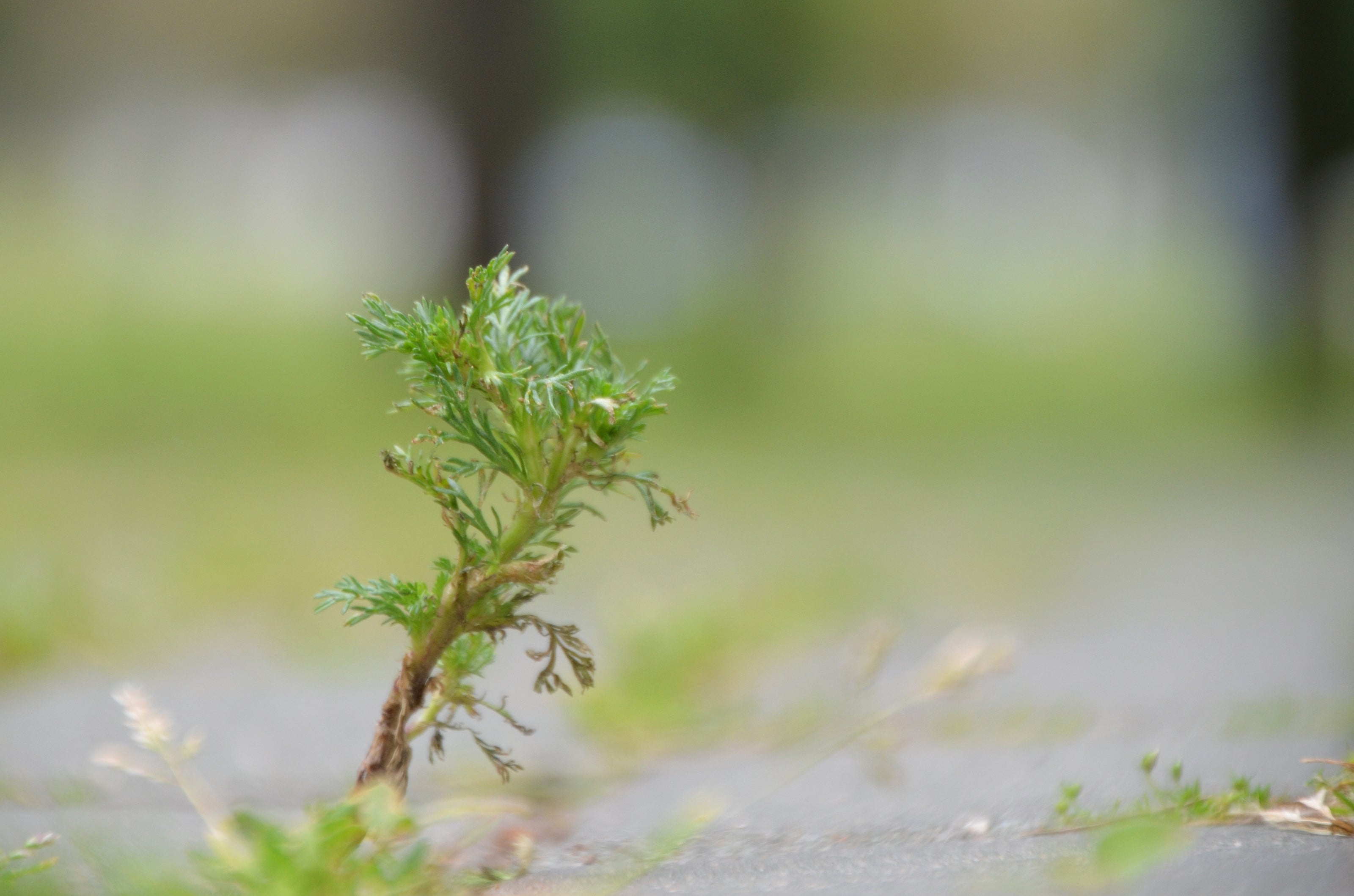 Plants de ABSINTHE Artemisia absinthum mini-motte M 3 cm X60 saison printemps - automne
