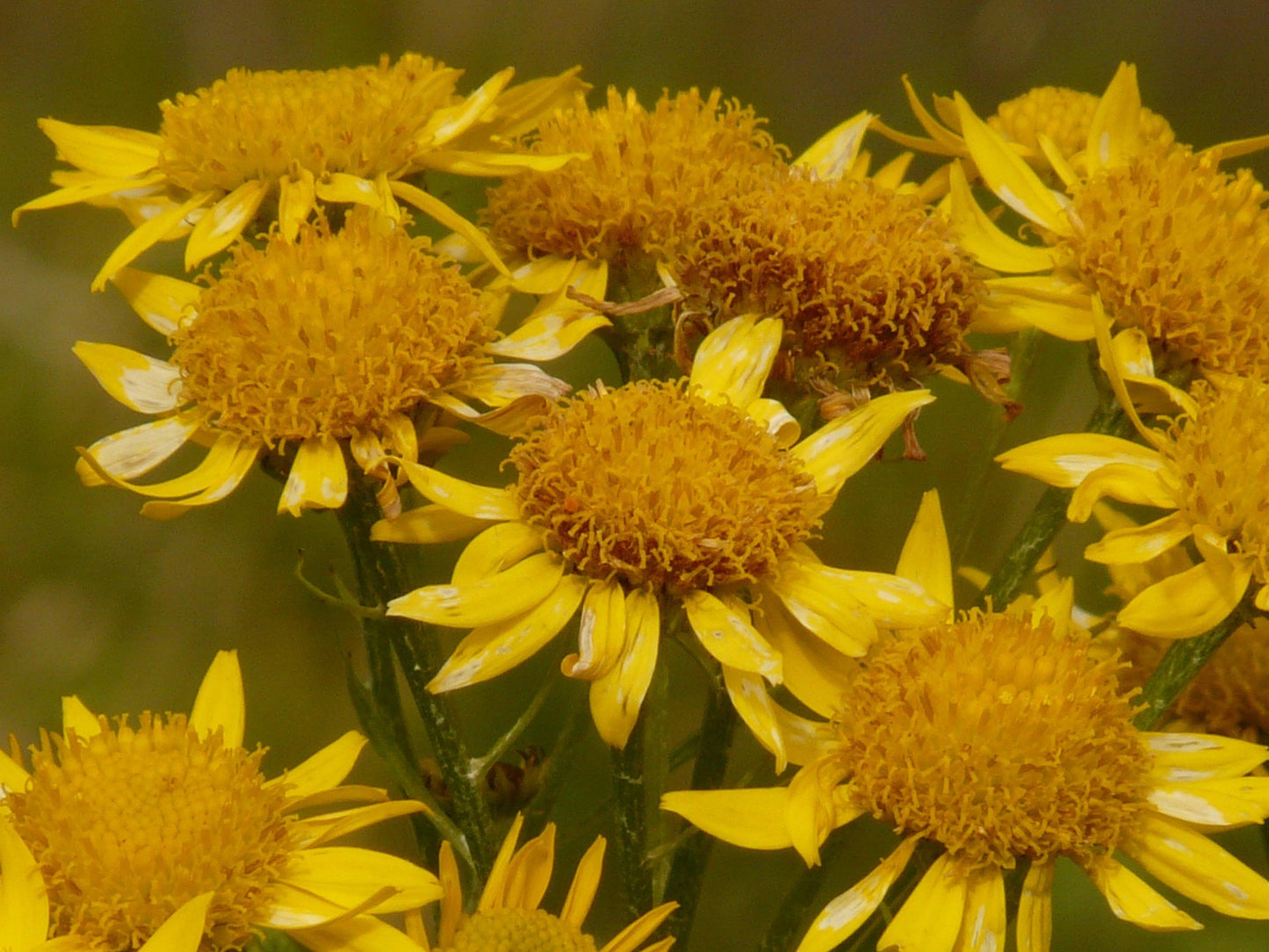 Plants de ARNICA MONTANA mini-motte M 3 cm X60 saison automne