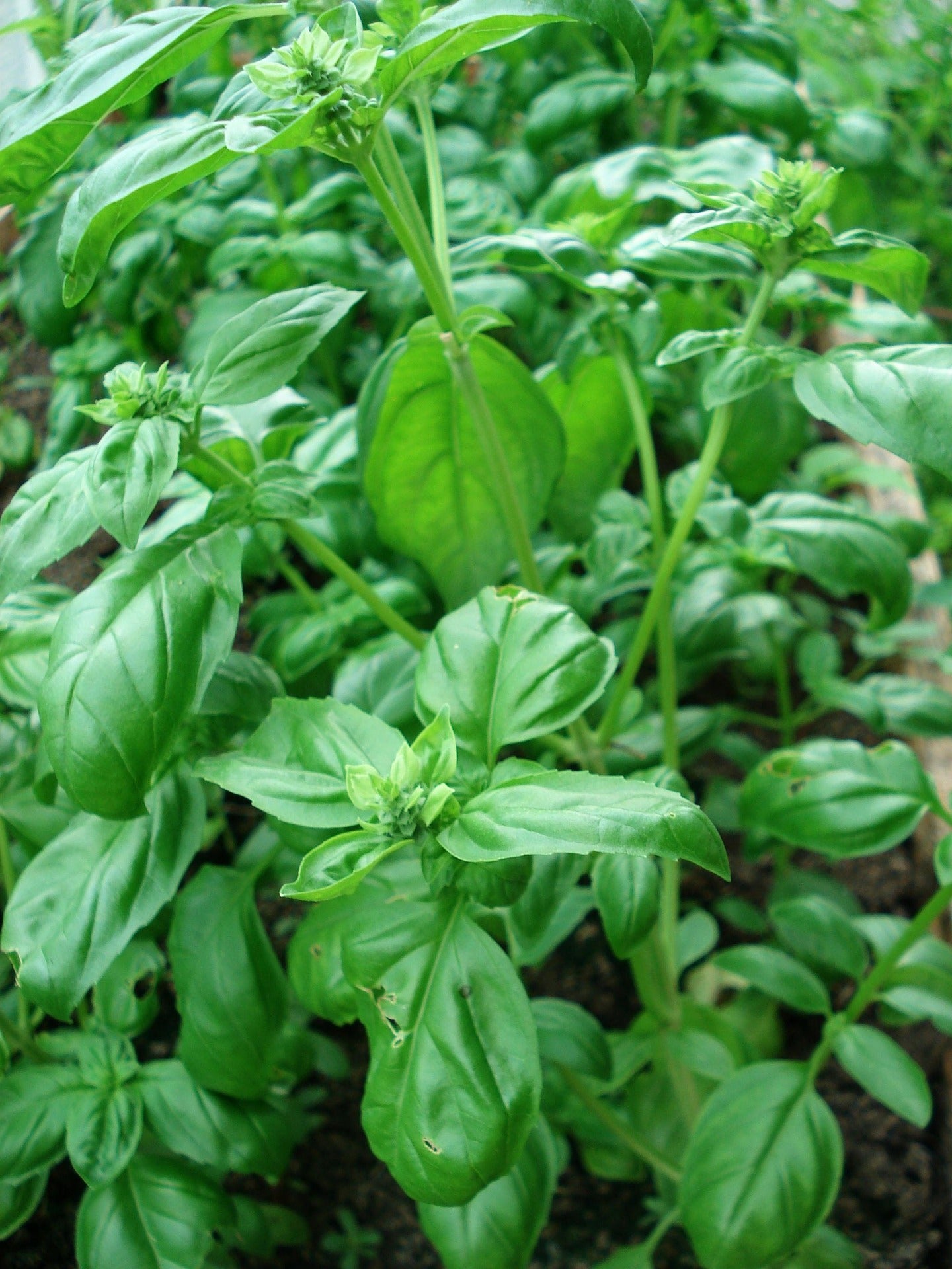 Plants de BASILIC Rouge Prospera mini-motte M 3 cm X60 saison printemps