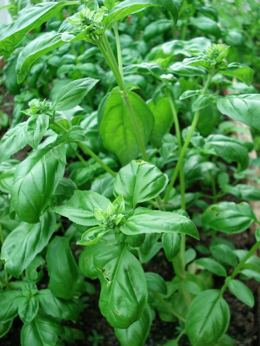 Plants de BASILIC Magic White mini-motte M 3 cm X60 saison printemps