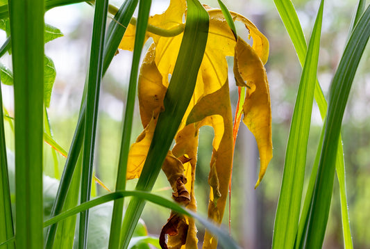 Plants de CITRONNELLE DE MADAGASCAR Cymbopogon flexuosus mini-motte M 3 cm X60 saison printemps