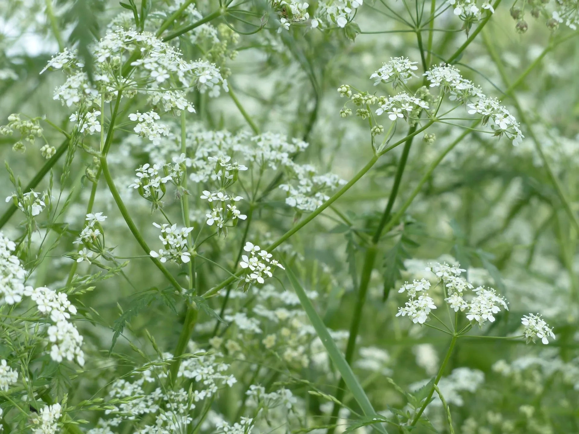 Acheter Plants Professionnels Cerfeuil