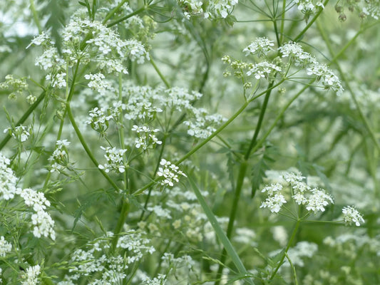 Acheter Plants Professionnels Cerfeuil