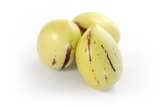 Acheter plant pépiño poire melon godet 7 cm Prix pro