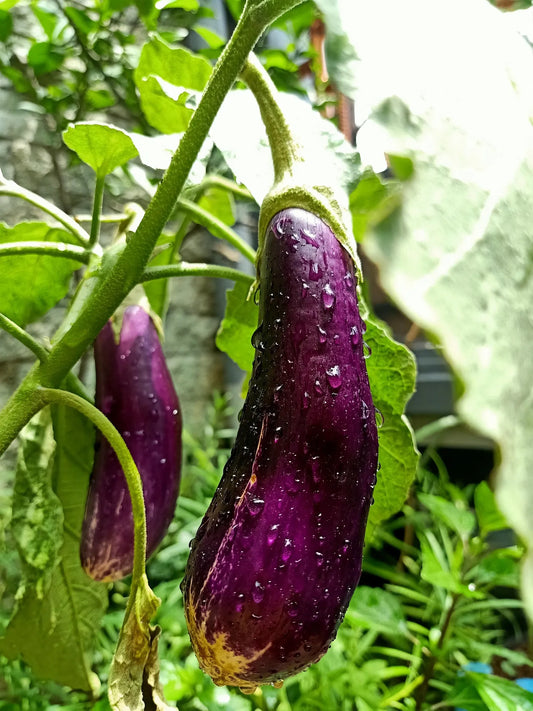Acheter plant aubergine bianchina Bio godet 7 cm Prix pro