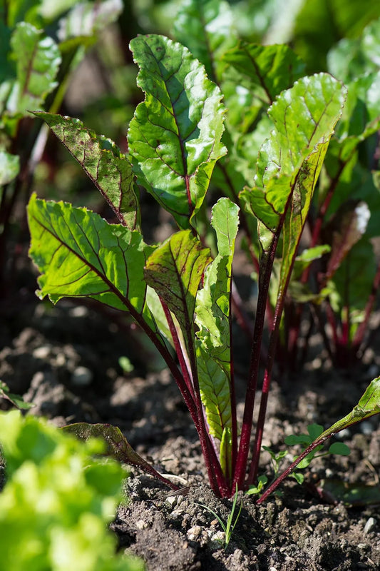 Acheter plant betterave chioggia Bio godet 7 cm Prix pro