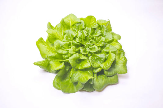 Plant salade feuilles de chêne verte sarbacane Bio