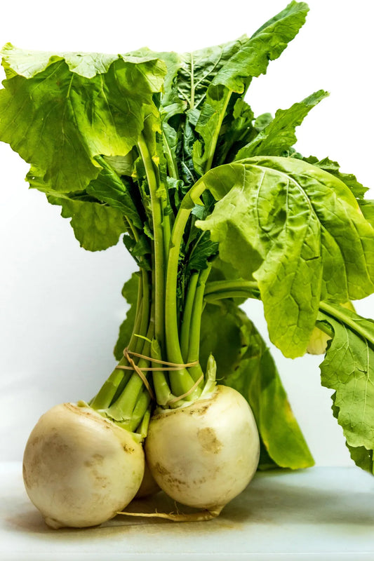 Plant navet navet, blanc globe à collet violet Bio