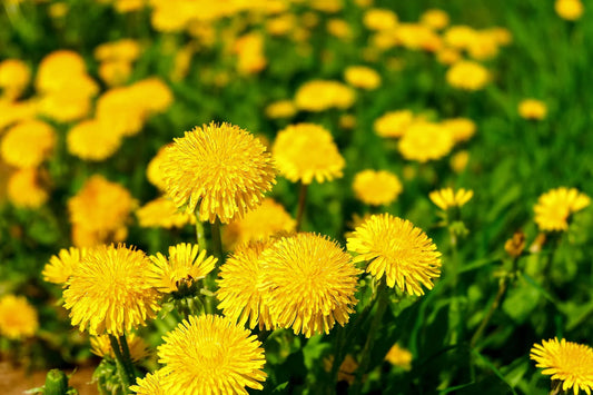 Plant pissenlits culture d’hiver a cœur plein amélioré
