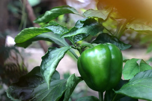 Acheter plant poivron doux très long de landes Bio Pro