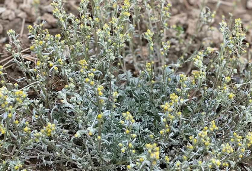 Plants de GENEPI Artemisia laxa mini-motte M 3 cm X60 saison printemps