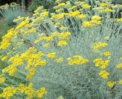 Plants de HELICHRYSUM ITALICUM Iricles mini-motte M 3 cm X60 saison automne