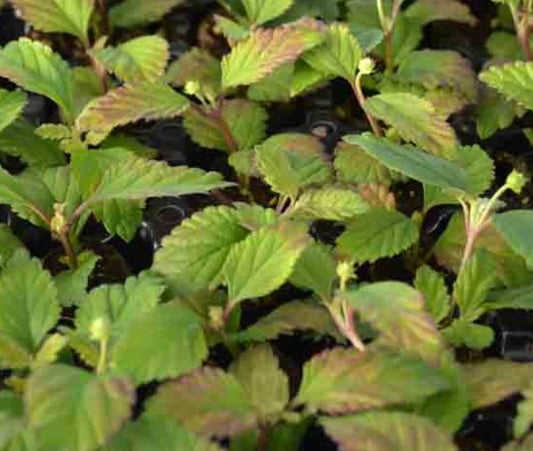 Plants de LIPPIA DULCIS . mini-motte M 3 cm X60 saison printemps